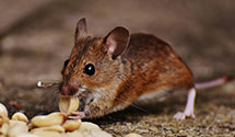 24 Hour & Emergency Exterminators in Richmond, IL